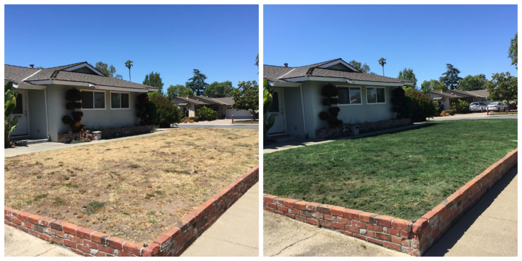 lawn painting before and after
